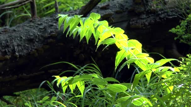 Forêt : plante herbacée à la lumière du soleil traversant les cimes de la forêt . — Video