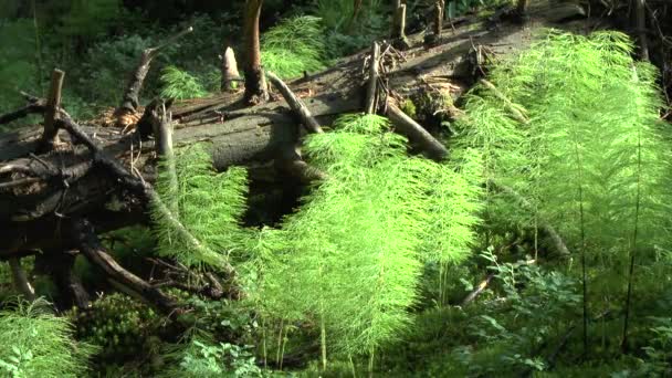 Plantas de madera cola de caballo a la luz del sol pasaron a través de las coronas . — Vídeos de Stock