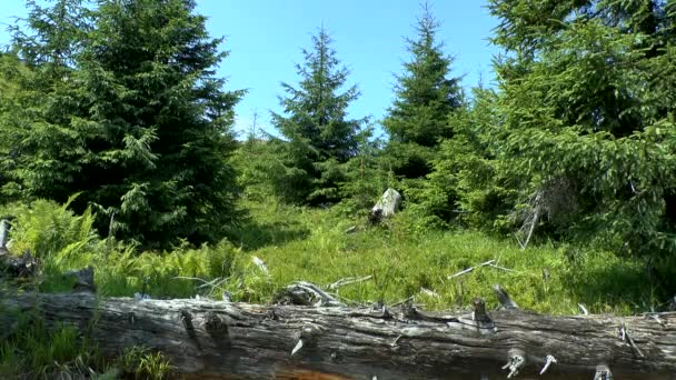 Bosco di abete rosso: alberi giovani crebbero su un abbattimento di foresta . — Video Stock