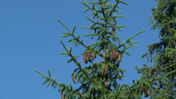 Floresta de abeto: o topo de uma árvore com cones contra um céu azul . — Vídeo de Stock