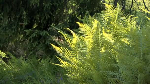 Växter ormbunke i en stråle av ljus genomborrat med kronan på skogen. — Stockvideo