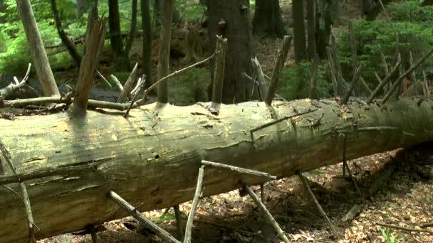 Borový les: kmen padlého stromu v paprsek světla prochází koruna lesa. — Stock video