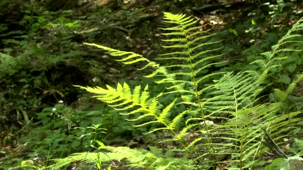 숲의 왕관을 통해 그것의 방법을 만든 빛의 광선에 양 치 식물. — 비디오