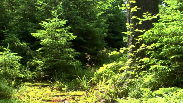 Les jeunes sapins dans l'éblouissement du soleil, qui passe à travers les couronnes . — Video