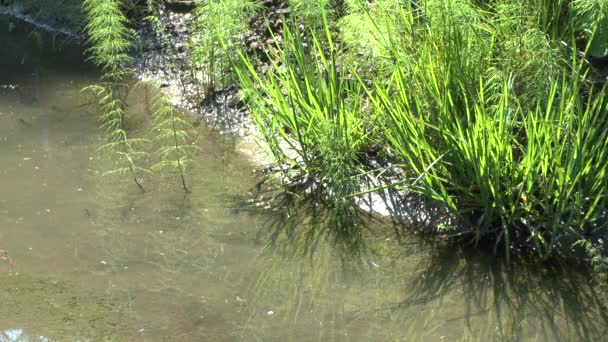 Varias plantas herbáceas en la orilla del arroyo forestal, contraluz . — Vídeos de Stock
