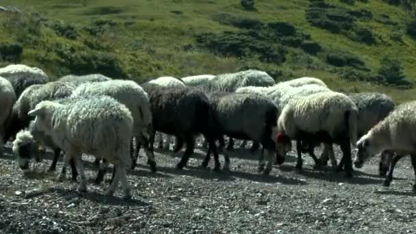 En besättning av får, ringa med klockor, passerar framför kameran. — Stockvideo