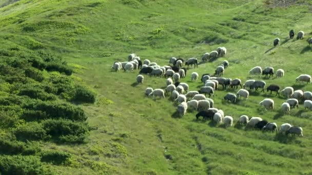 Een kudde schapen, met toeters, beltonen stijgt tot een berghelling. — Stockvideo