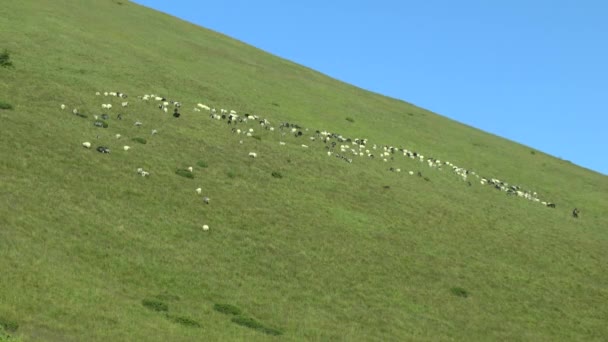 Koyun sürüsü yeşil çimenlerin üzerinde dağ yamacı kaplı. — Stok video