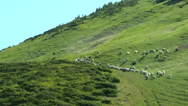 Koyun sürüsü ile yeşil çim kaplı bir yamaç yükselir. — Stok video