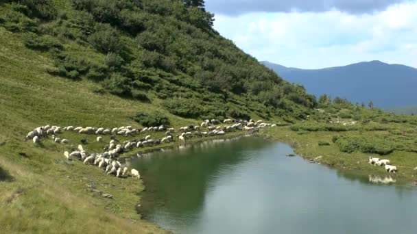 Стадо овец гуляет по побережью горного озера . — стоковое видео