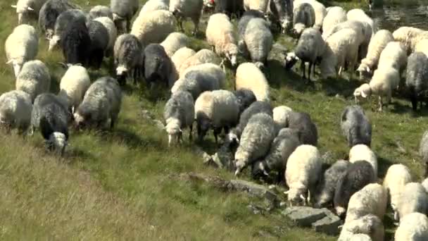 Стадо овец, звон колоколов, пасущихся на склоне горы . — стоковое видео