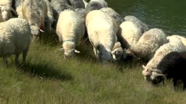 Stádo ovcí, zvonění zvonů, oděrek na hory proti vodě. — Stock video