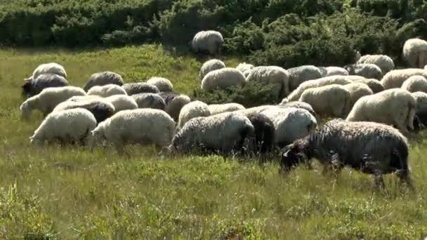 Kudde schapen, klokken, grazen op een berghelling beltonen. — Stockvideo