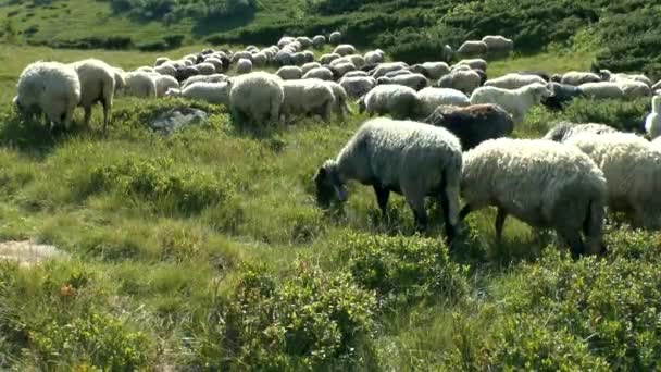 Manada de ovejas, campanas sonando, pastando en una ladera de la montaña . — Vídeos de Stock