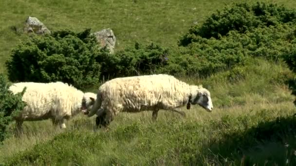 Sheeps doorgeven voor de camera tegen de Juniperus-struiken. — Stockvideo