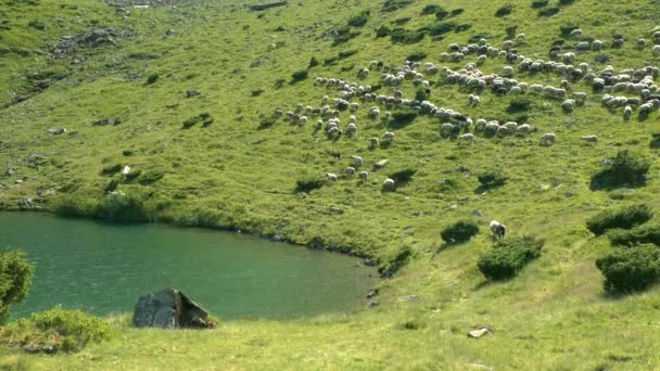 Manada de ovejas pasa a lo largo de una pendiente sobre un lago de montaña . — Vídeos de Stock