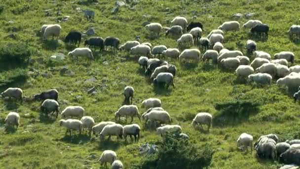 Manada de ovejas, campanas sonando, pastos en una ladera de la montaña . — Vídeos de Stock