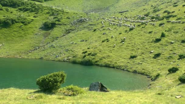 Herd of sheep passes along a slope above a mountain lake. — Stock Video