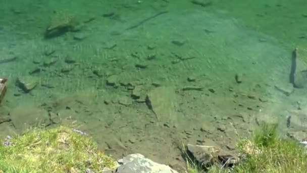Horské jezero: nejčistší vody poblíž pobřeží, viz oblázky na dně. — Stock video