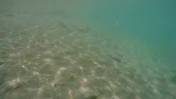 카메라 산 호수의 순수한 물에서 상승 하 고는 산의 파노라마를 걸립니다.. — 비디오
