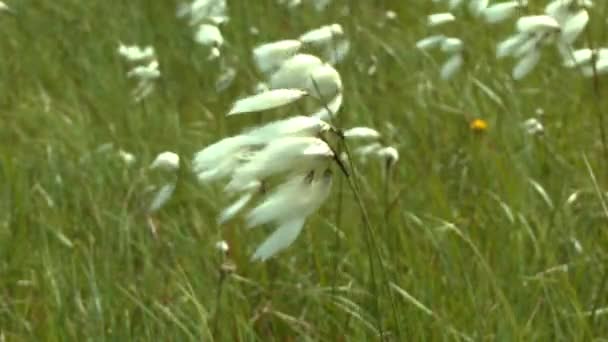 De gemeenschappelijke cottongrass-plant (Eriophorum sp.) verleiden onder de rukwinden van wind. — Stockvideo