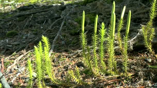 森林土壌の背景に clubmoss (ヒカゲノカズラ) の工場. — ストック動画