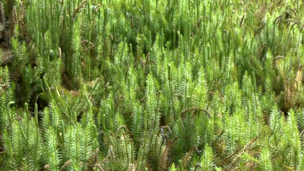 Clubmoss (ヒカゲノカズラ) の植物は、森林土壌に全体の茂みを形成します。. — ストック動画
