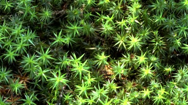 Растения мха образуют твердый фон на лесной почве, крупным планом . — стоковое видео