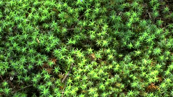 Bos: Mos planten vormen een continu cover op de bodem van het bos. — Stockvideo