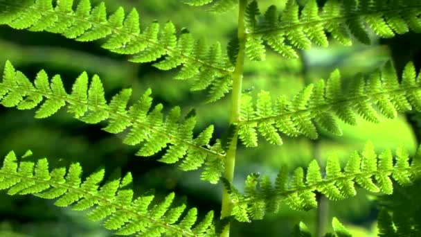 Skog: ormbunke lämnar i motljus, närbild. — Stockvideo