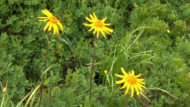Blume der Berg-Arnika (Wolfsblume, Leopardenblume, Bergtabak)). — Stockvideo