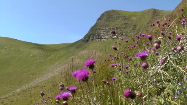 Kwitnące rośliny ostropestu (Círsium sp.) przeciwko zboczu góry. — Wideo stockowe