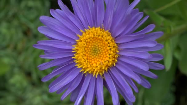 Flower Alpine aster (Aster alpinus), close-up. — Stock Video