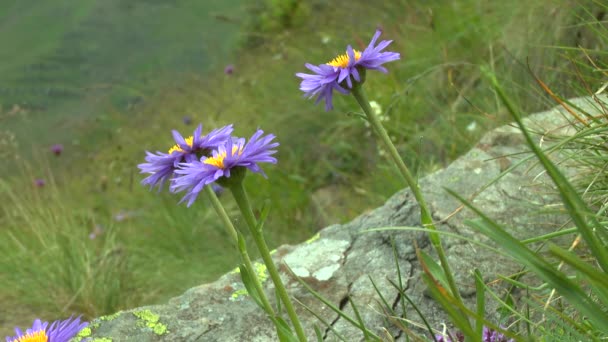 Gruppe blühender Pflanzen Alpen-Aster (Aster alpinus) an einem Berghang. — Stockvideo