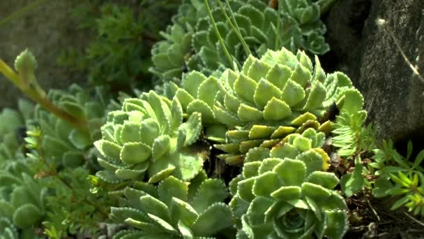 Grupp av växter houseleek (Sempervivum sp.). — Stockvideo