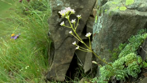 Çiçekli bitki olağanüstüsarı (Sempervivum sp.). — Stok video