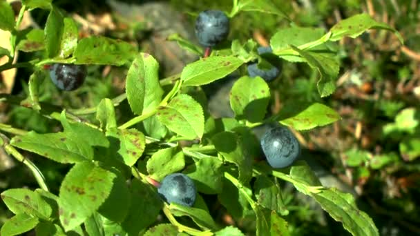 Les: rostlina borůvka (Vaccinium sp.) s zralé bobule. — Stock video