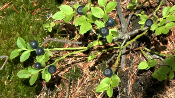 Ліс: рослина Чорниця (Vaccinium sp.) зі стиглими ягодами, середній дріб . — стокове відео