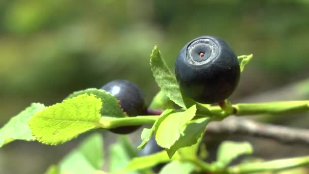 Wald: Pflanze Blaubeere (vaccinium sp.) mit reifen Beeren, Nahaufnahme. — Stockvideo