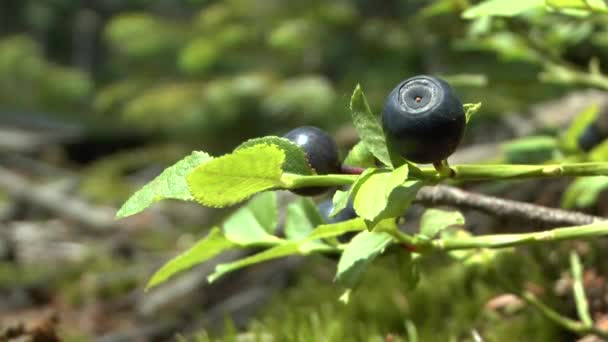 Ліс: рослина Чорниця (Vaccinium sp.) з стиглими ягодами, крупним планом . — стокове відео