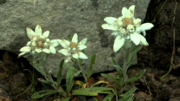 Pflanzengruppe Edelweiß (leontopodium nivale) mit Tau bedeckt.