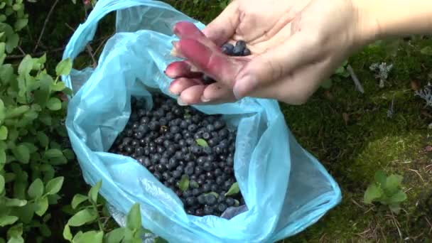 Черника (Vaccinium sp. ): Девушка толкает собранные ягоды из рук в руки . — стоковое видео