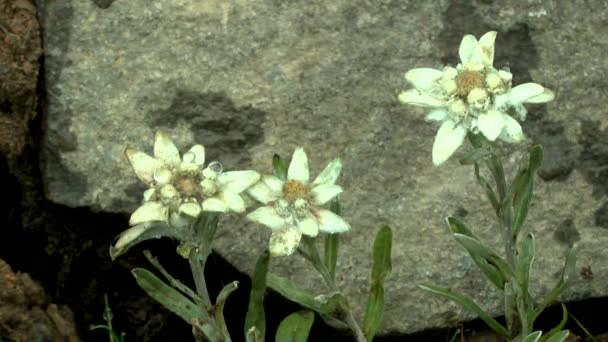 Skupina rostlin edelweiss (Leontopodium nivale) pokryté rosou. — Stock video