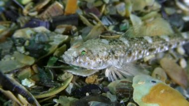 Mermer kayabalığı (Pomatoschistus pavuryası).