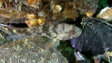 Ratan kayabalığı (Neogobius ratan).