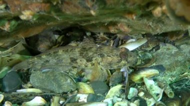 Ratan kayabalığı (Neogobius ratan).