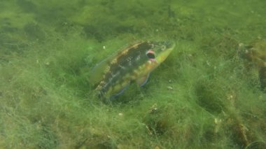 Üreme Ocellated wrasse (Symphodus ocellatus).