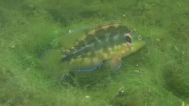 Üreme Ocellated wrasse (Symphodus ocellatus).