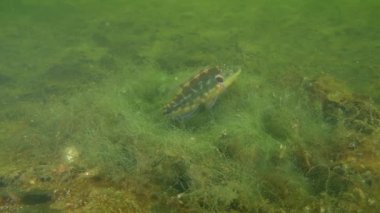 Üreme Ocellated wrasse (Symphodus ocellatus).