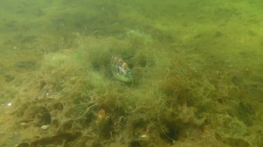 Üreme Ocellated wrasse (Symphodus ocellatus).